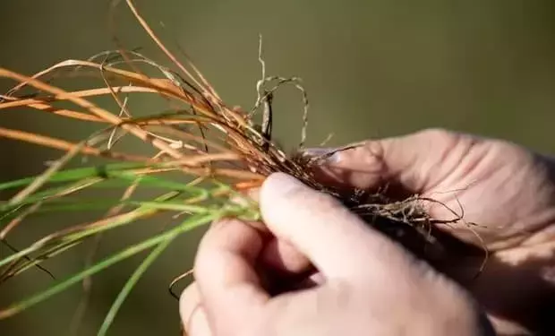 Innovación de Syngenta: Authence, el Herbicida Revolucionario contra Malezas Resistentes en Argentina
