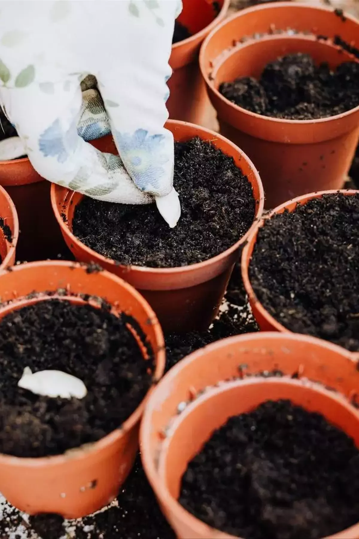 Dominando la Siembra: La Clave para un Huerto Exitoso