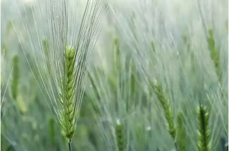 Hongos Resistentes a Fungicidas: Amenaza Oculta en Semillas de Cebada