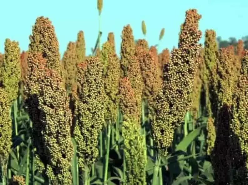 El Resurgir del Sorgo en Venezuela: Un Análisis Profundo de su Potencial Agrícola