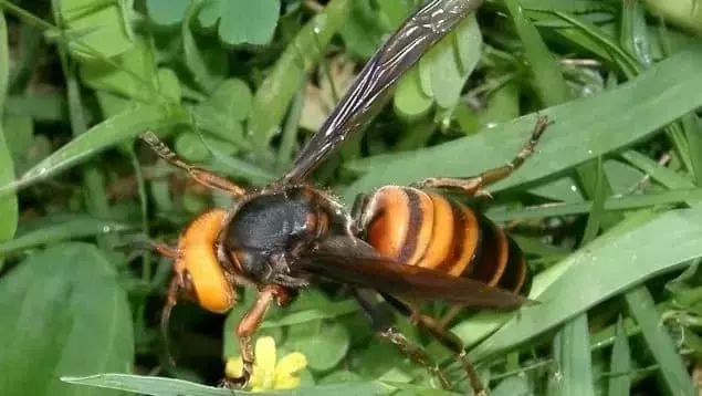 Detectan la aparición de las primeras obreras de avispones orientales en Córdoba