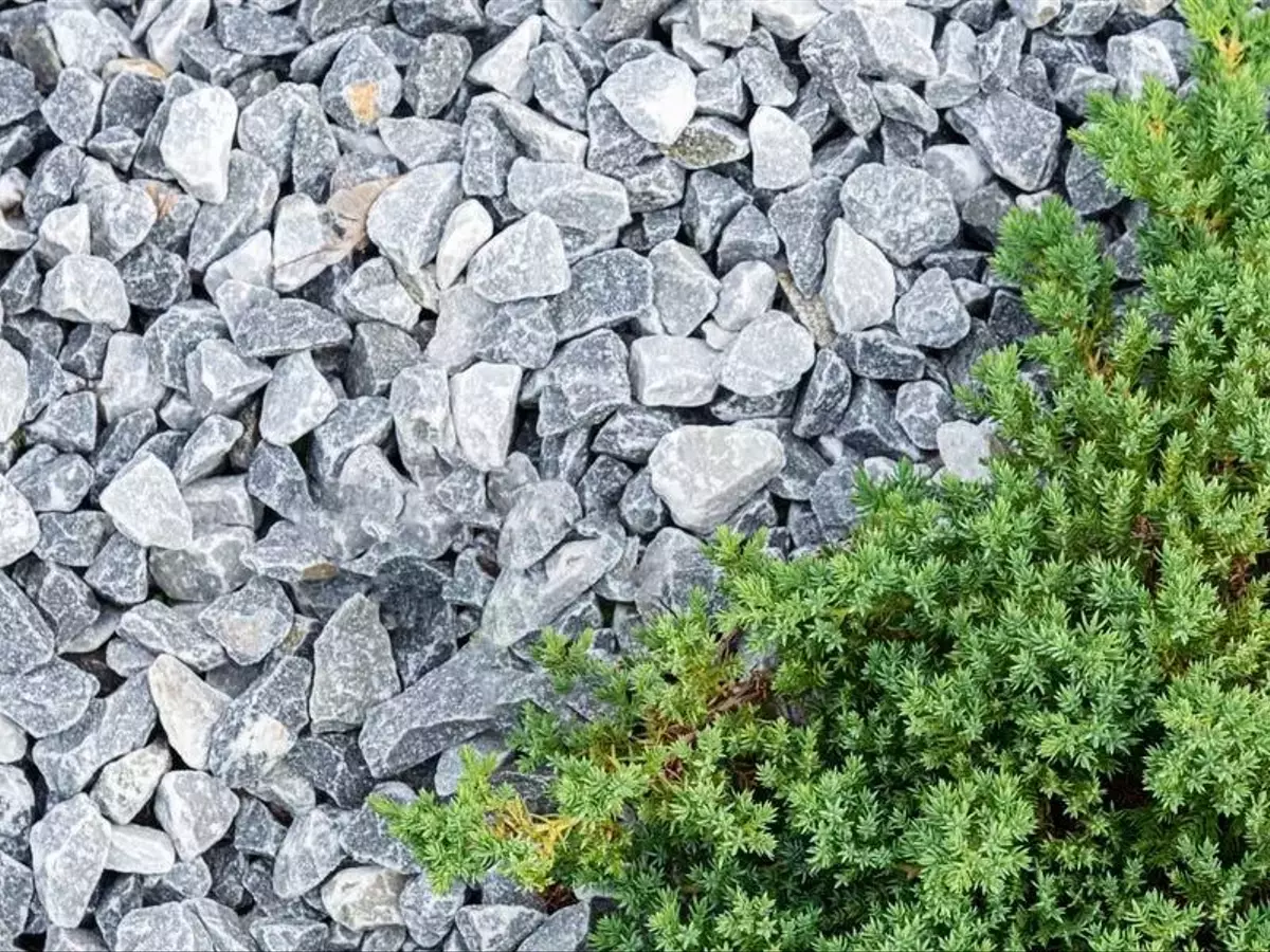 Transforma tu Jardín con Plantas Tapizantes: Una Alternativa Sostenible al Césped
