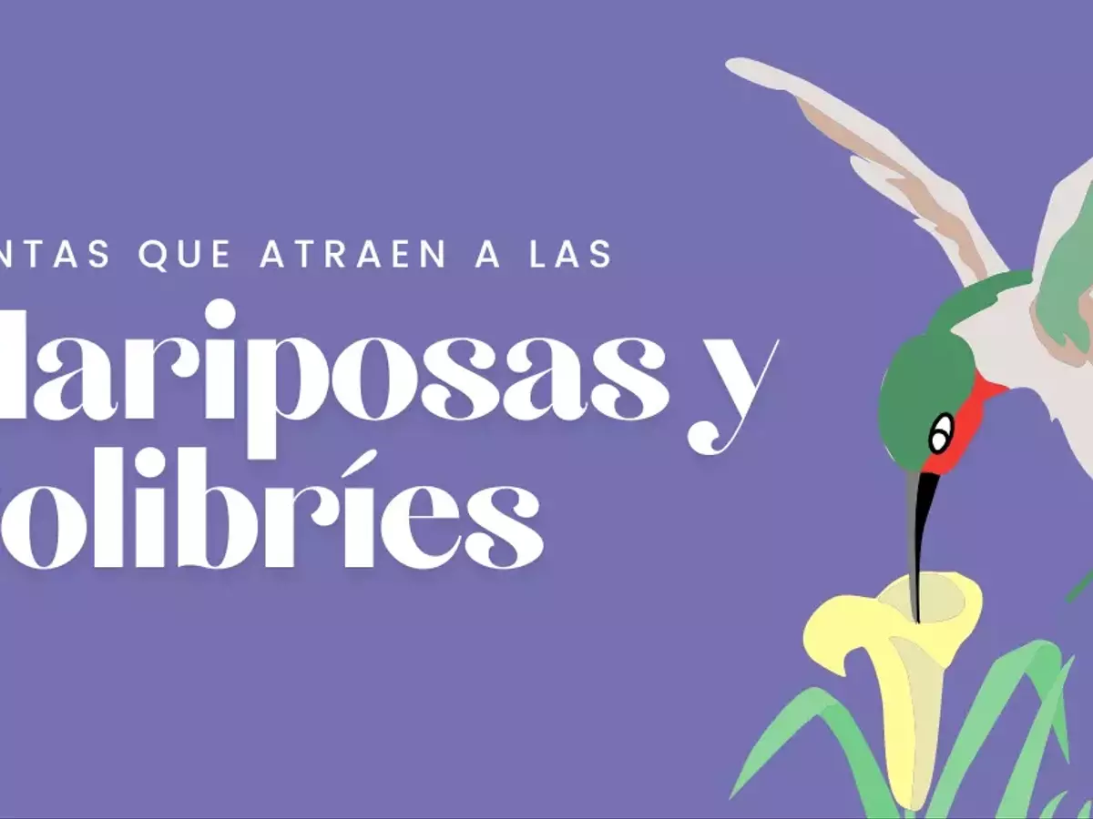 Creando un Santuario Vibrante para Mariposas y Colibríes: Guía Floral