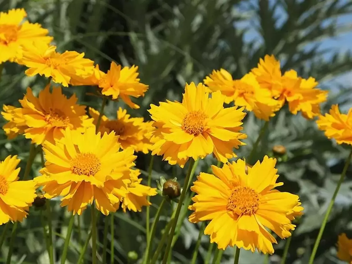 Guía Completa para Cultivar Coreopsis y Llenar tu Jardín de Color