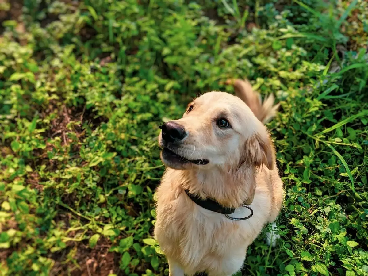 Plantas Comunes: Un Peligro Oculto para Mascotas