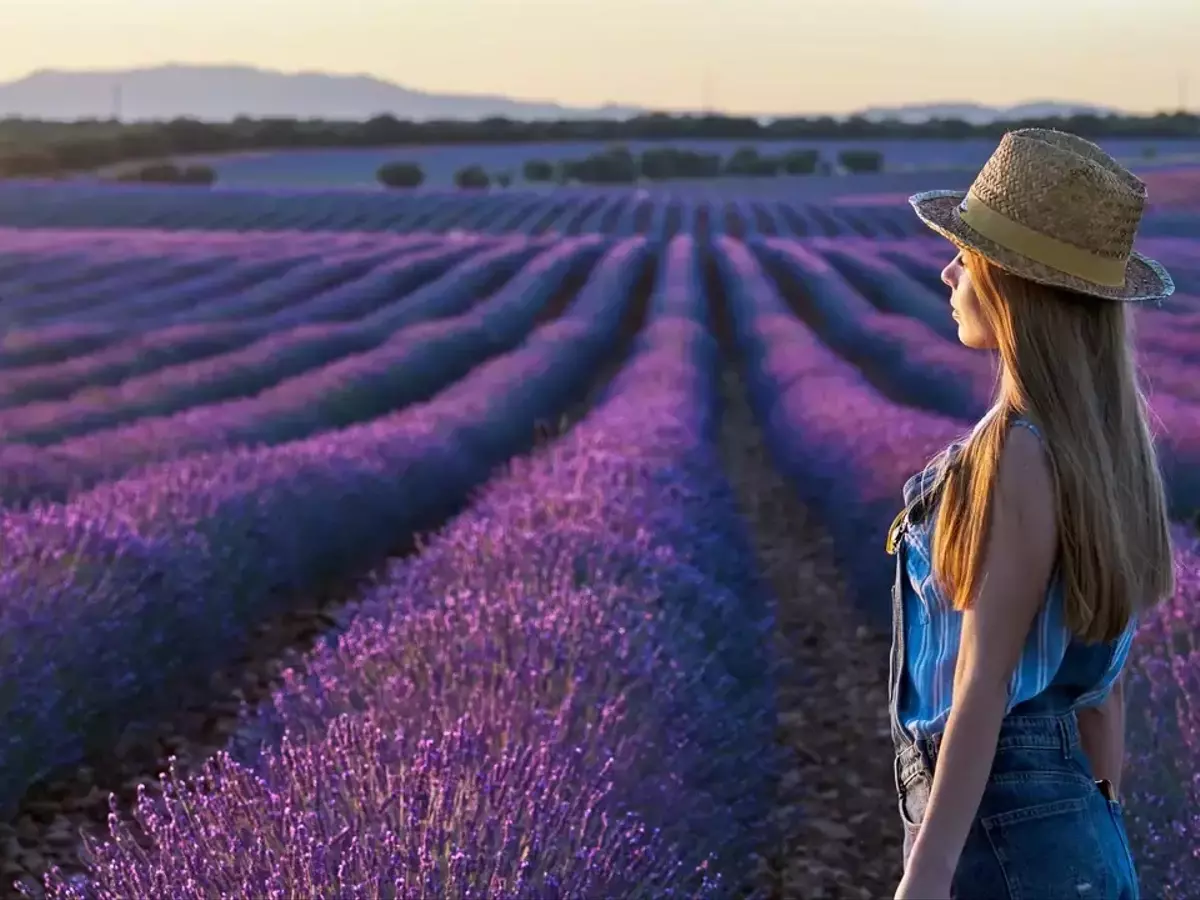 Festival de la Lavanda de Brihuega: Una Década de Aromas y Melodías
