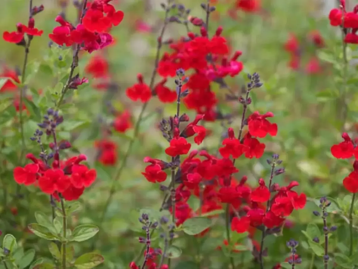 Salvia greggii: Una joya floral para tu jardín