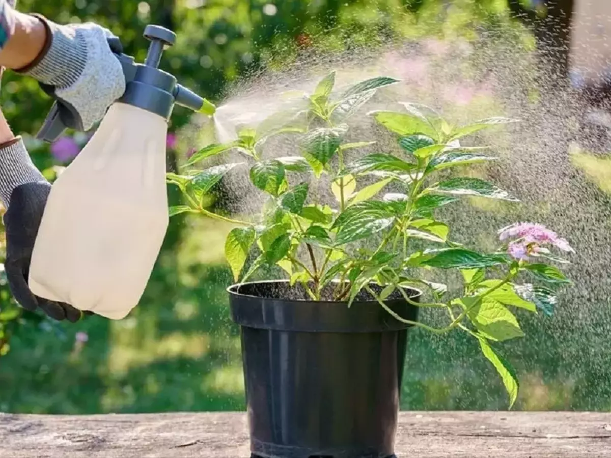 Cuidado de Plantas en Macetas Durante el Verano: Estrategias Esenciales para el Calor Extremo