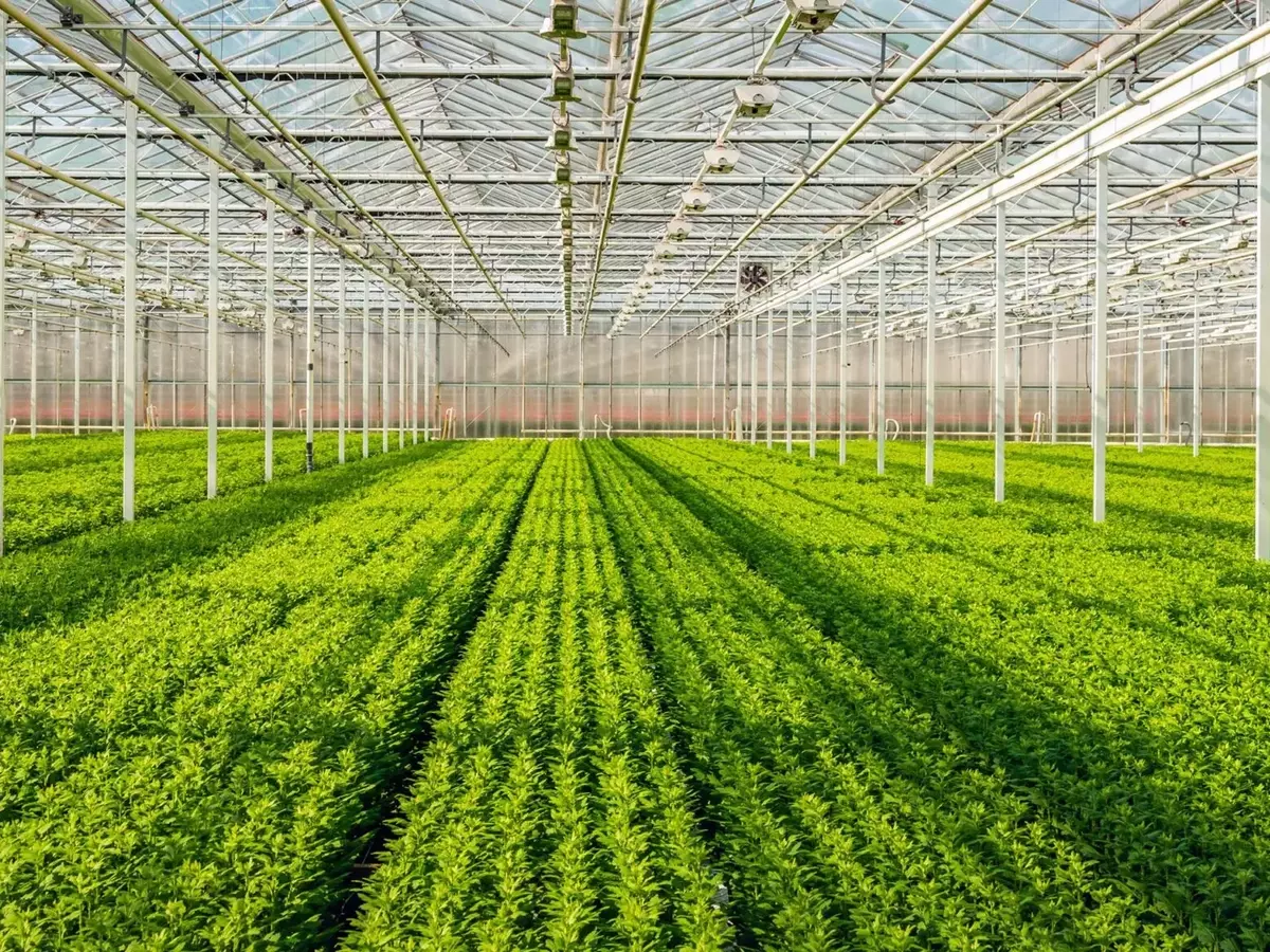 Invernaderos: Cultivo Controlado y Beneficios Múltiples