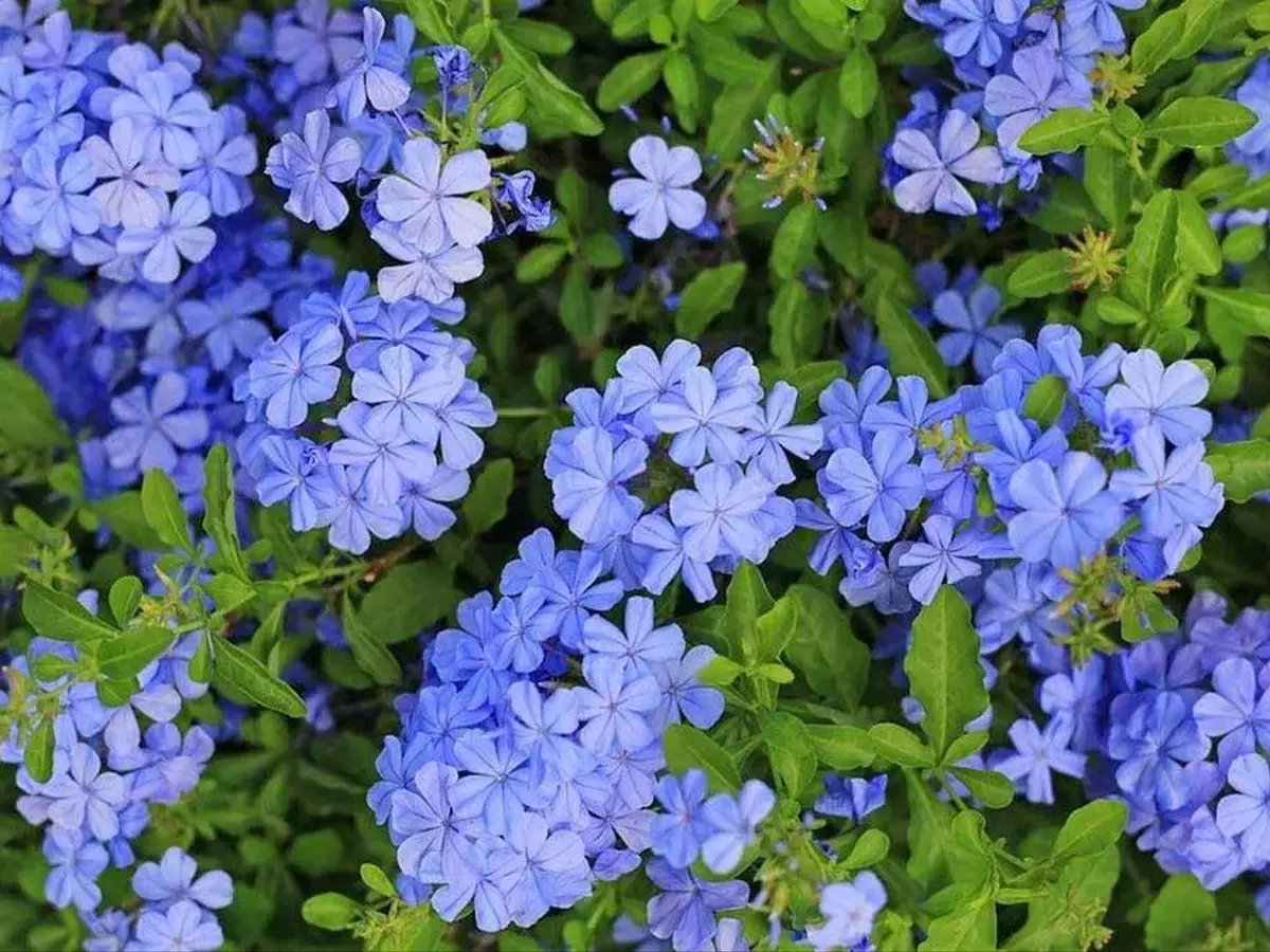 Guía Completa para el Cuidado del Jazmín Azul: Belleza y Resistencia en tu Jardín