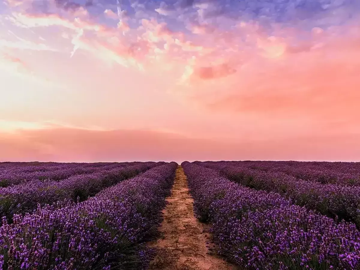 Brihuega se Viste de Púrpura: Un Festival de Lavanda que Encanta a Miles
