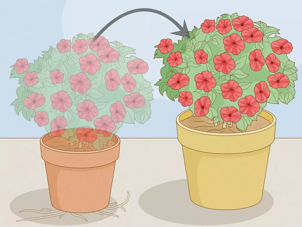 Guía Completa para el Cultivo Exuberante de Petunias durante Todo el Verano