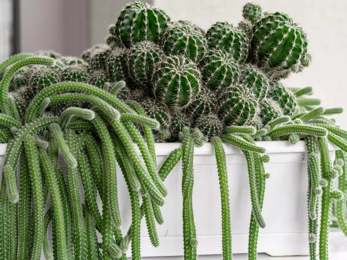 Guía completa para el trasplante de plantas: Cuándo y cómo renovar su hogar