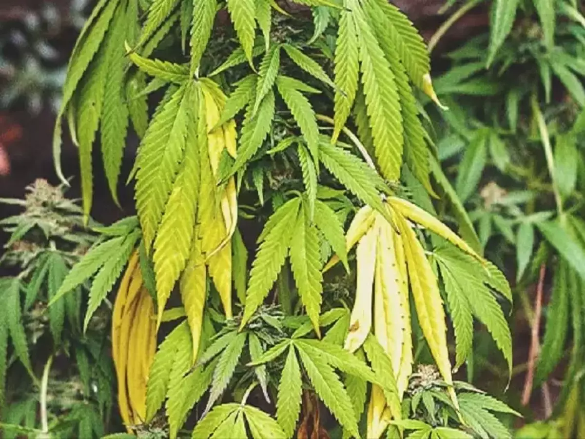Descifra los Secretos de la Luz: Guía para el Bienestar de tus Plantas de Interior