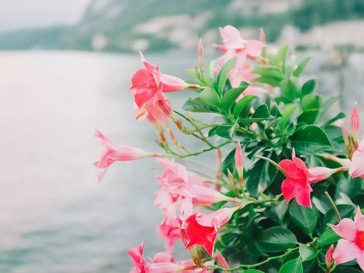 Secretos para el florecimiento ininterrumpido de la Dipladenia en verano