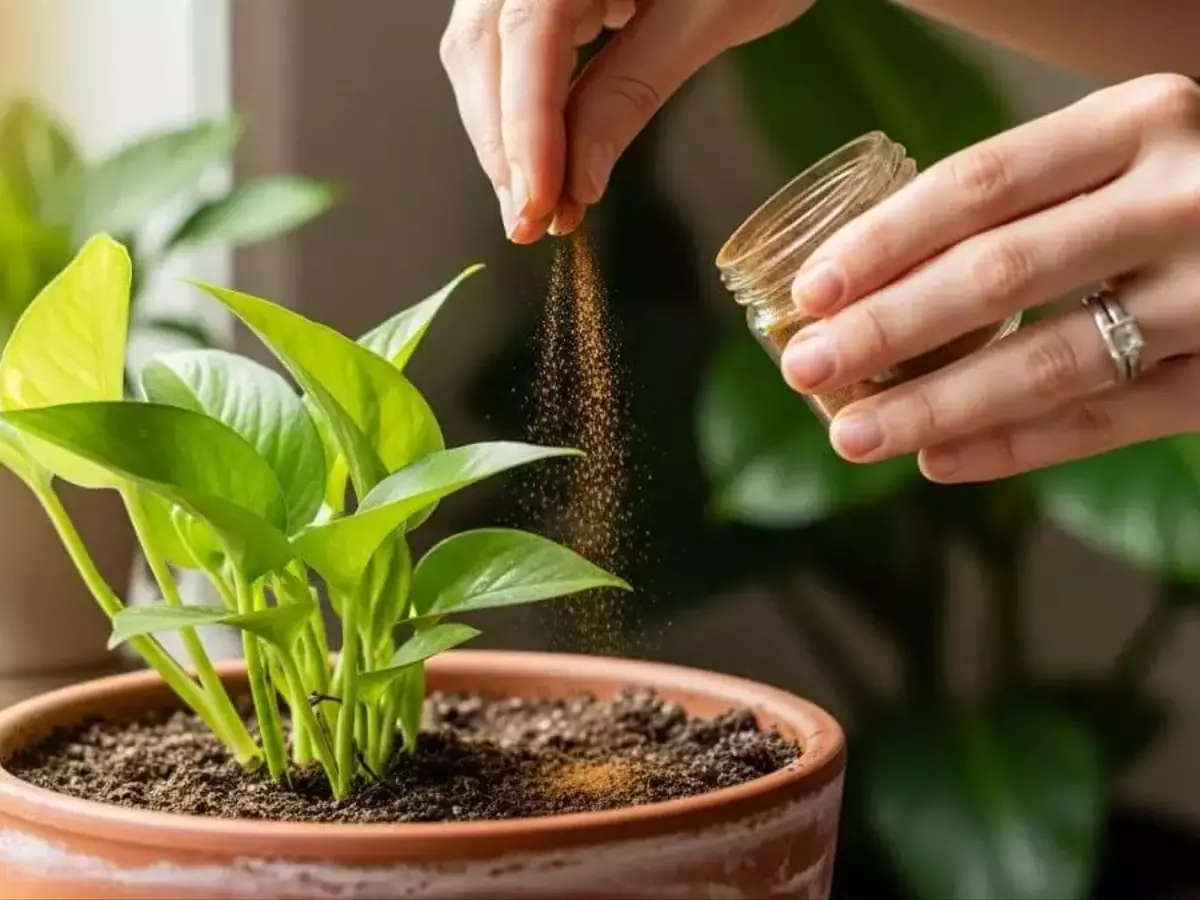 La Canela como Aliado Botánico: Crecimiento Acelerado y Protección Anti-Hongos para tus Plantas