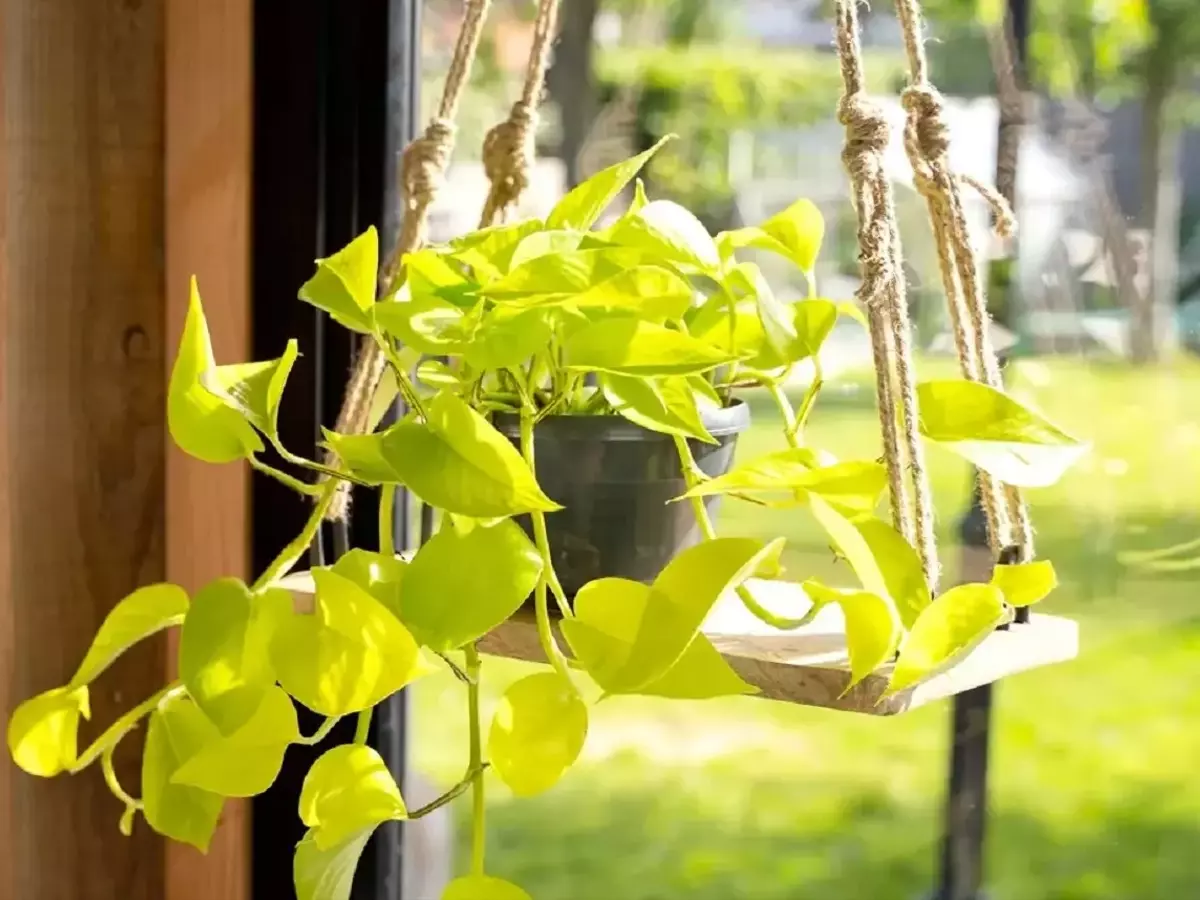 Guía Completa para el Cuidado del Pothos Dorado: Secretos y Propagación