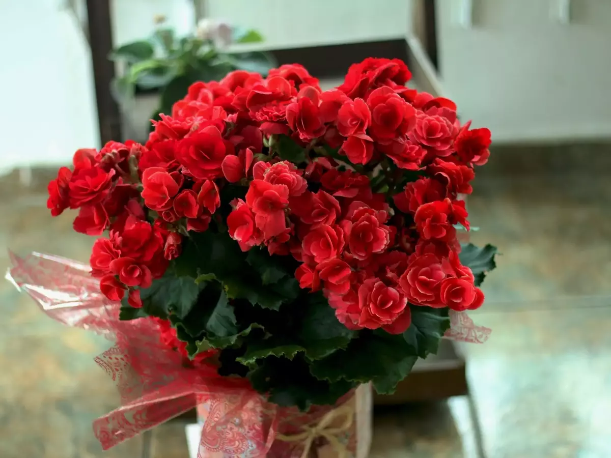 Guía Definitiva para el Cultivo de Begonias en Interiores: Variedades, Cuidado y Floración Asombrosa