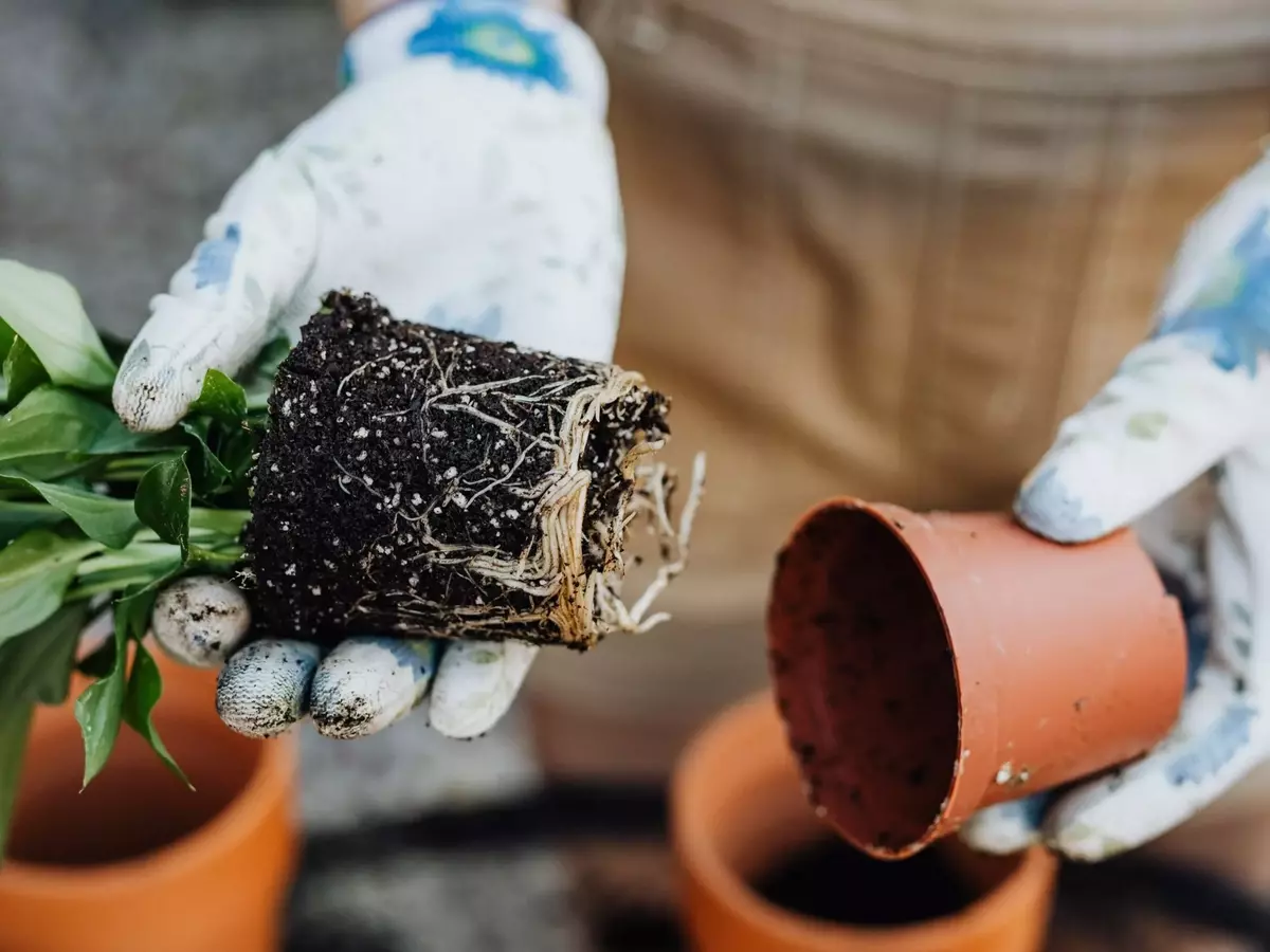 Guía para Revivir Plantas con Raíces Dañadas: Identificación y Soluciones Efectivas