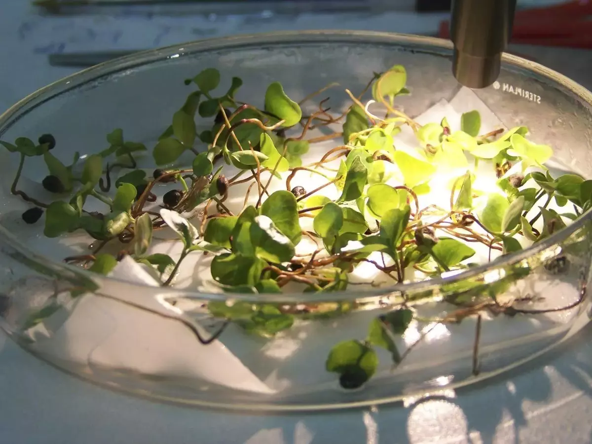 El Banco de Germoplasma de Córdoba: Un Santuario Vital para la Biodiversidad Vegetal Andaluza