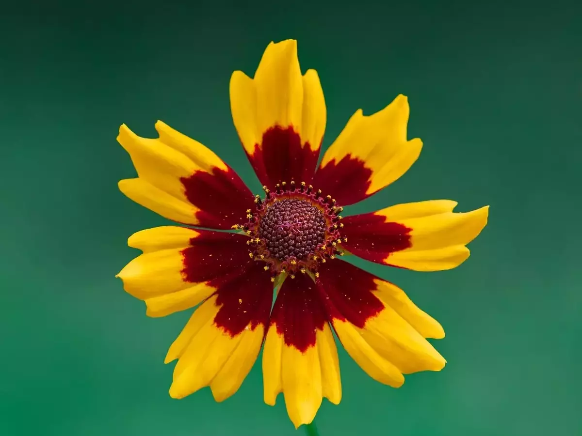 La Gaillardia: Una Joya Floral para Jardines Radiantes y Duraderos