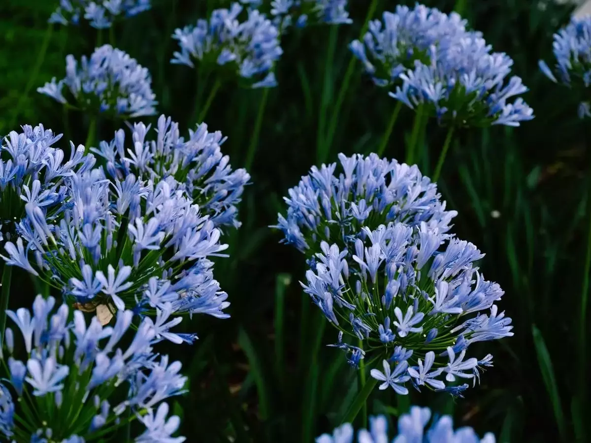 Embellezca su Jardín con la Magia de las Flores Azules: Frescura y Serenidad Todo el Año
