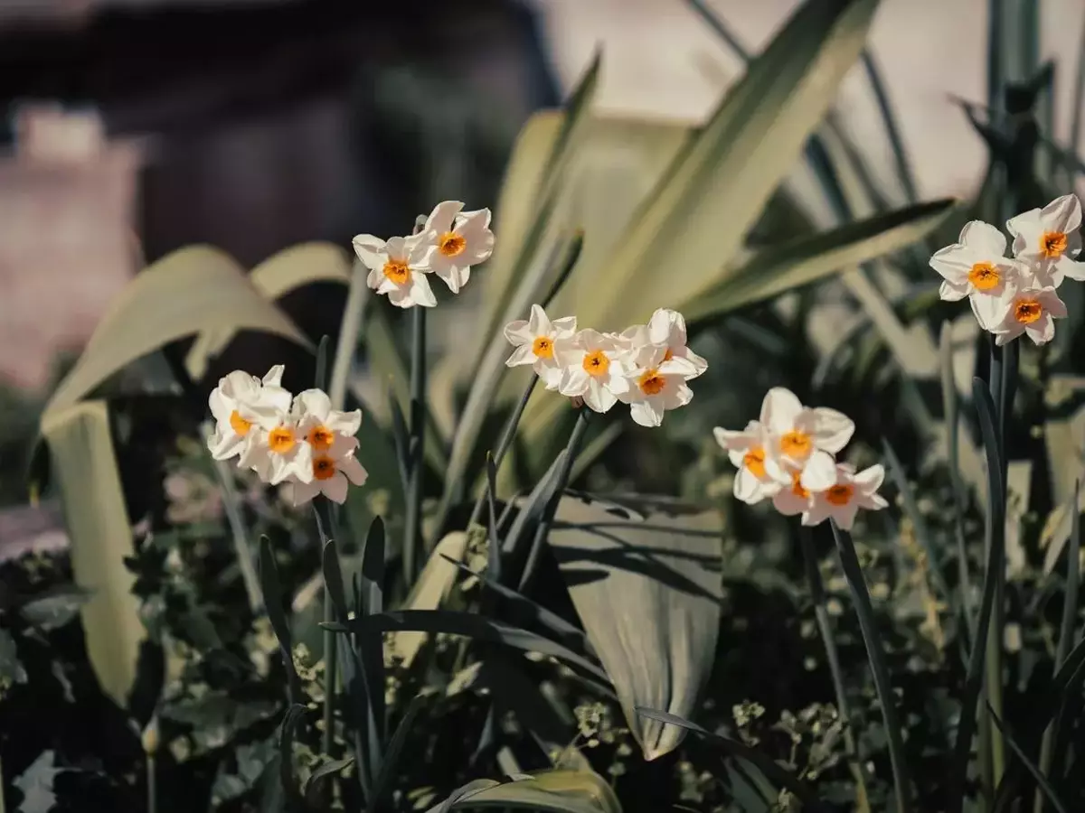 Guía Definitiva para el Cultivo Exitoso de Narcisos: Secretos para una Floración Espléndida