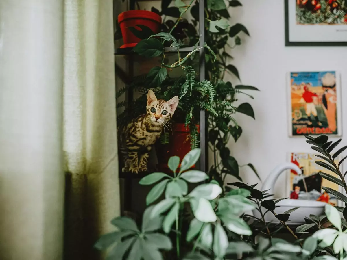 Guía Definitiva de Plantas Seguras para Hogares con Mascotas