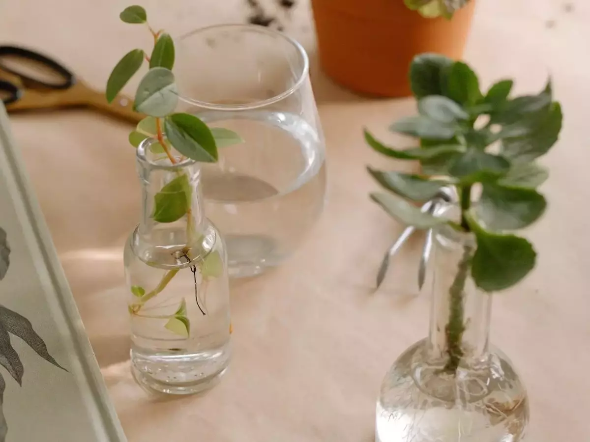 Cultivo Acuático: Una Guía Completa para la Propagación Vegetal sin Tierra