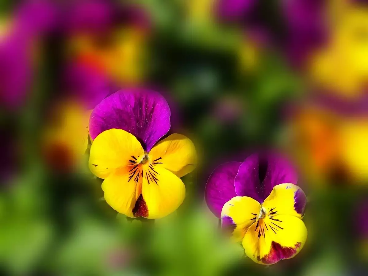 Descubriendo las Plantas Bianuales: Un Ciclo de Vida Único para tu Jardín y Huerto