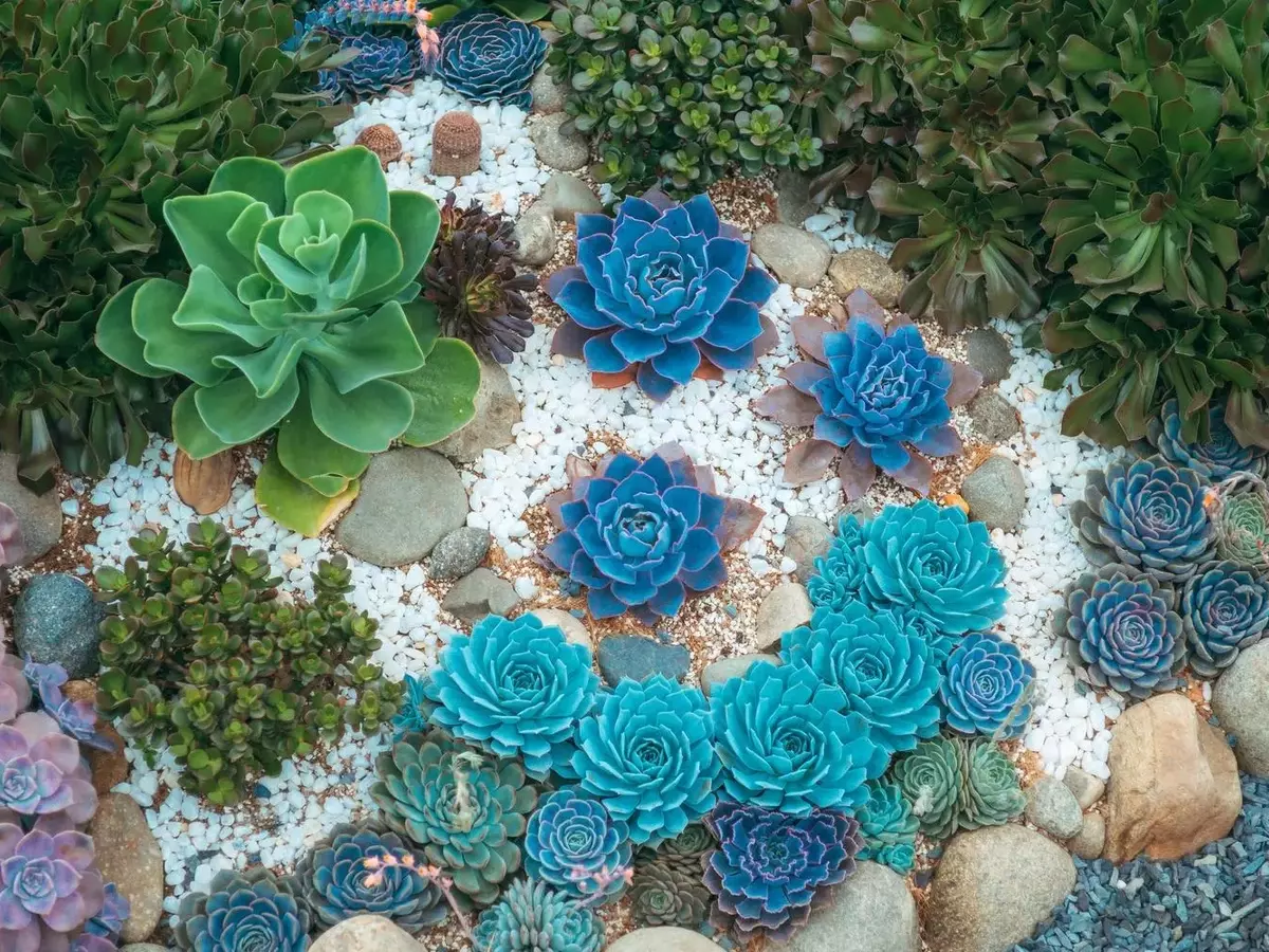 Jardines Sostenibles: Plantas Resistentes a la Sequía para un Paisaje Vibrante sin Riego Constante