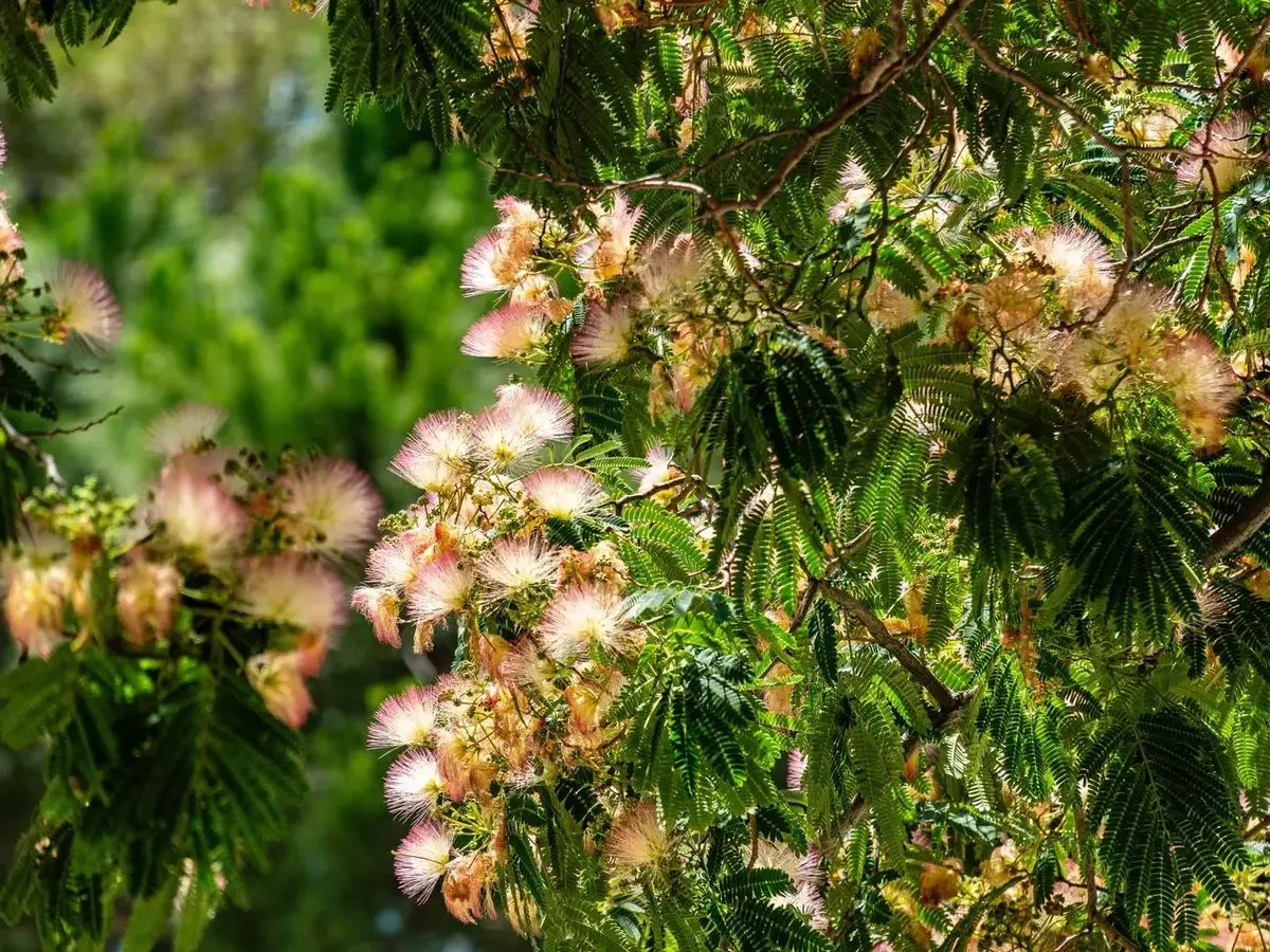 Un Oasis Florecido: Árboles y Plantas que Embellecen tu Verano