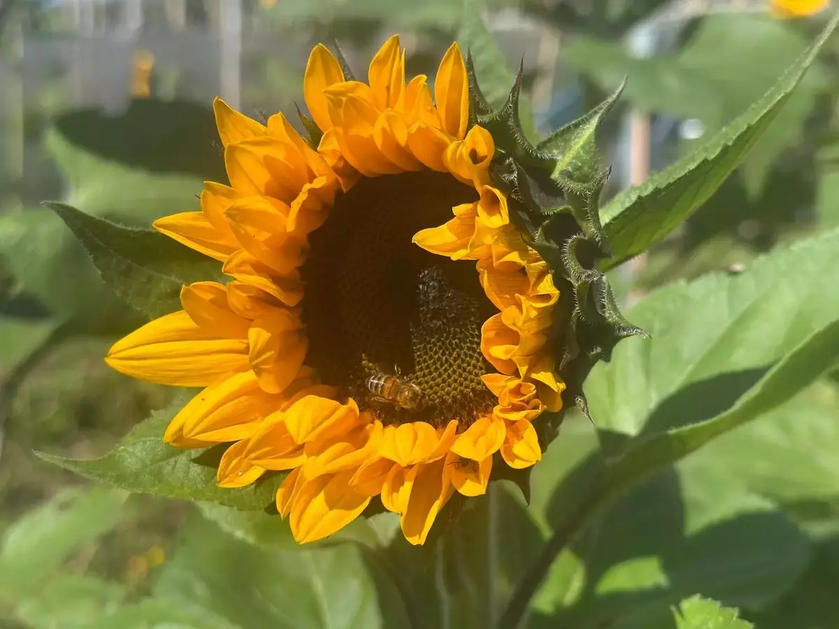 Crea un Santuario para Polinizadores: Guía Completa de Jardinería Sostenible