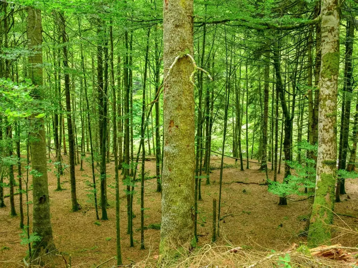 Los Secretos Químicos de la Interacción Vegetal en los Bosques