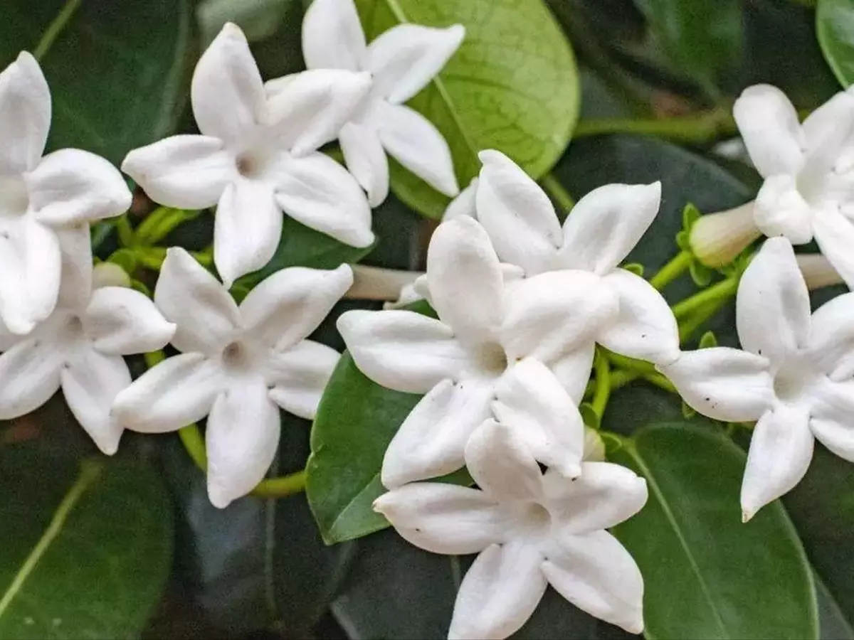 El Arte de la Poda del Jazmín: Claves para una Floración Abundante y Saludable