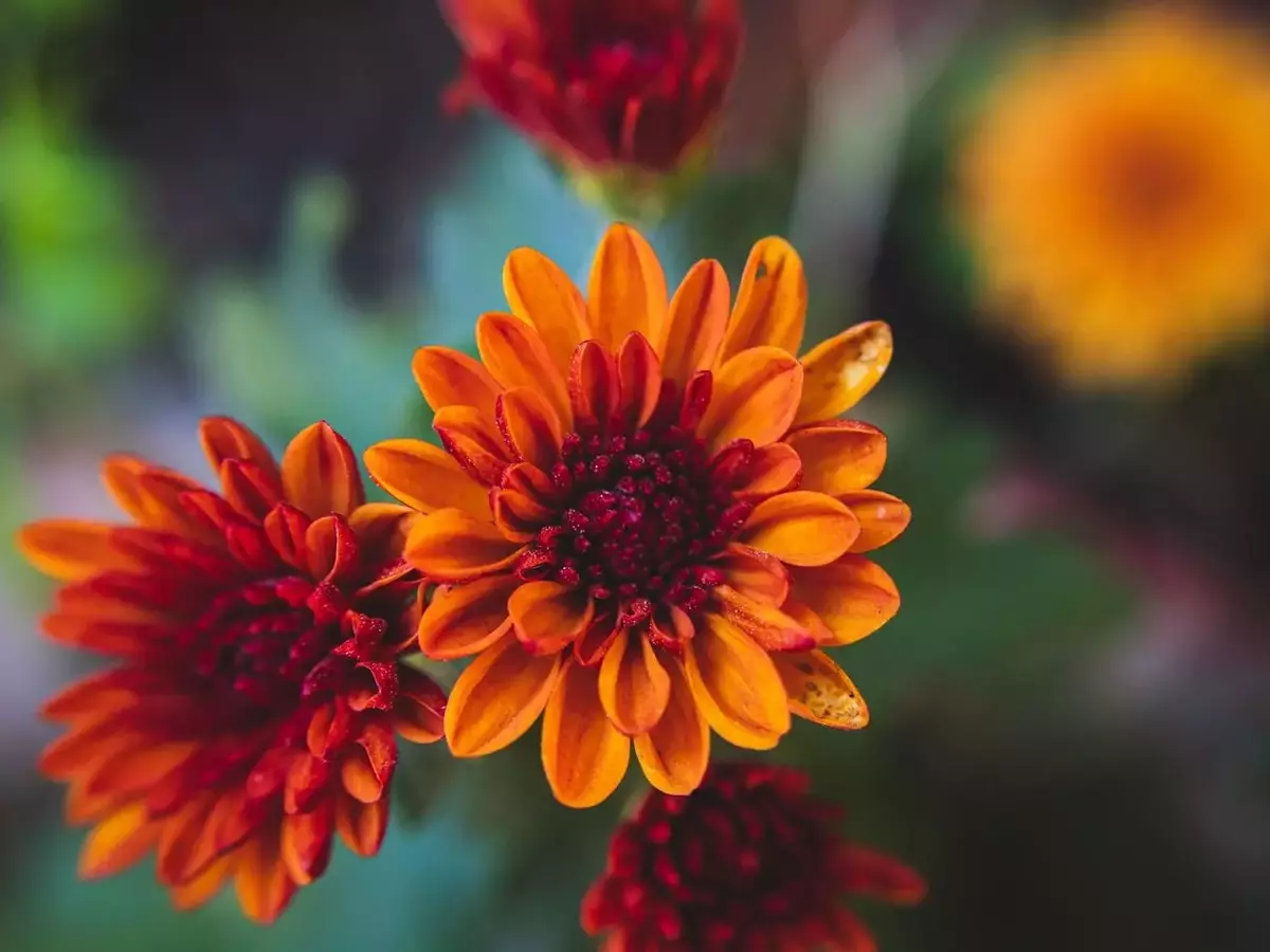 Guía Completa: Flores Espectaculares para Plantar en Septiembre y Embellecer tu Jardín Otoñal