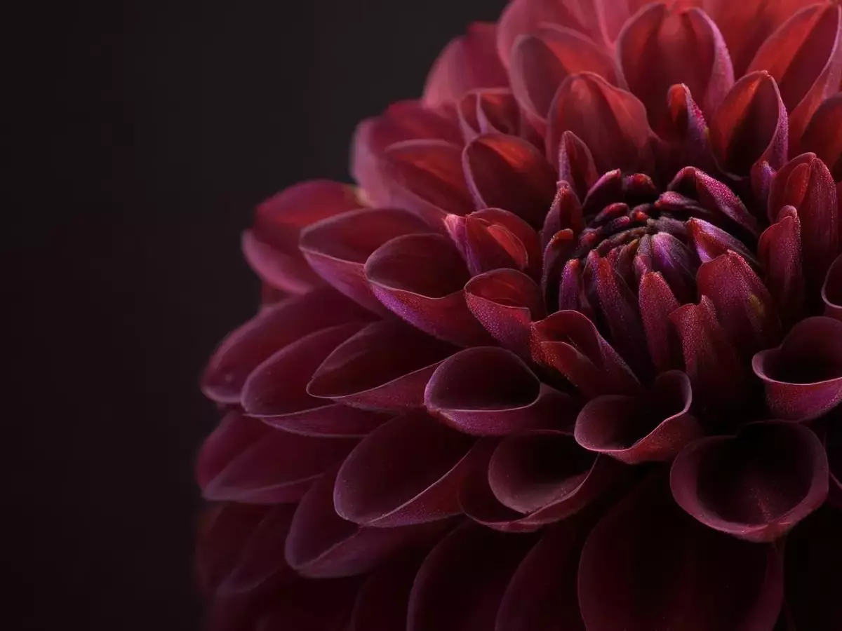 Descubre el misterio y la sofisticación de las flores de tonalidades oscuras para embellecer tu jardín