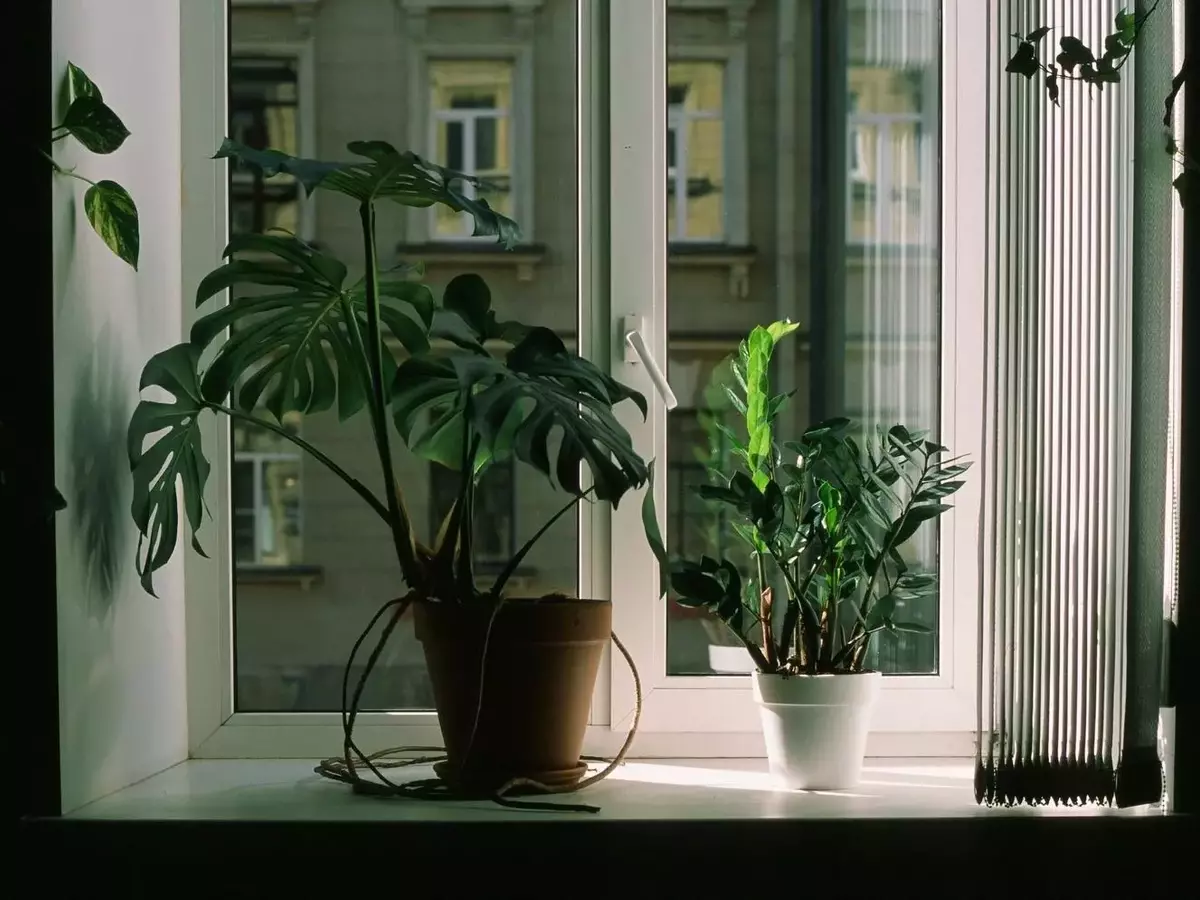 Detectando y Ajustando la Iluminación Ideal para el Crecimiento de tus Plantas de Interior