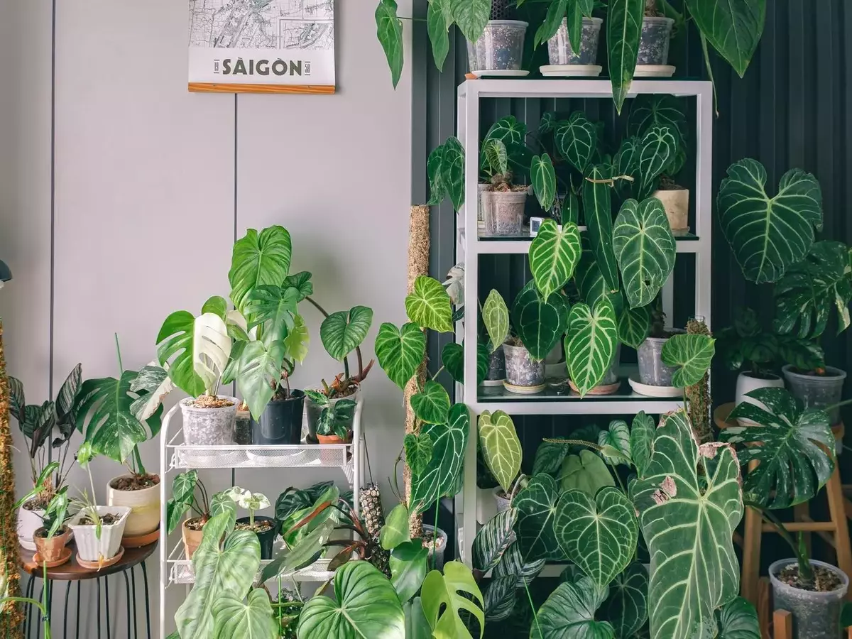 Plantas Exóticas de Fácil Cuidado para Embellecer tu Hogar