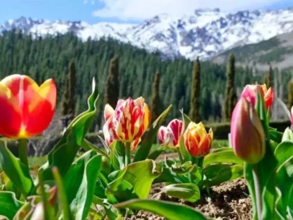 Patagonia Florece: El Asombroso Espectáculo de los Tulipanes en Trevelin