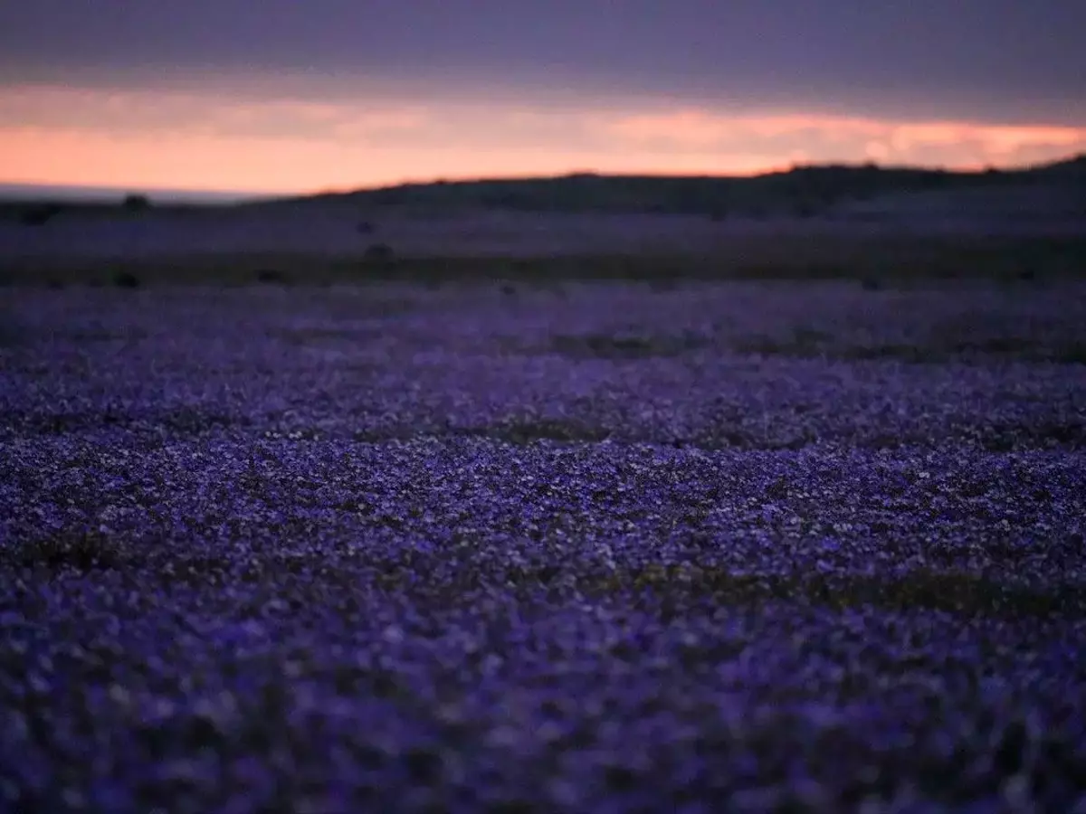 El renacimiento floral del desierto de Atacama