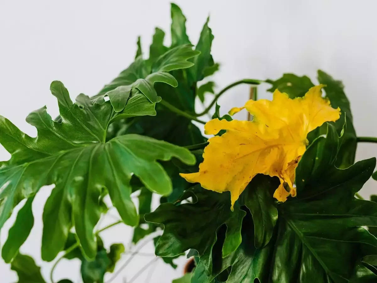Guía Definitiva para Revitalizar el Color de las Hojas de tus Plantas