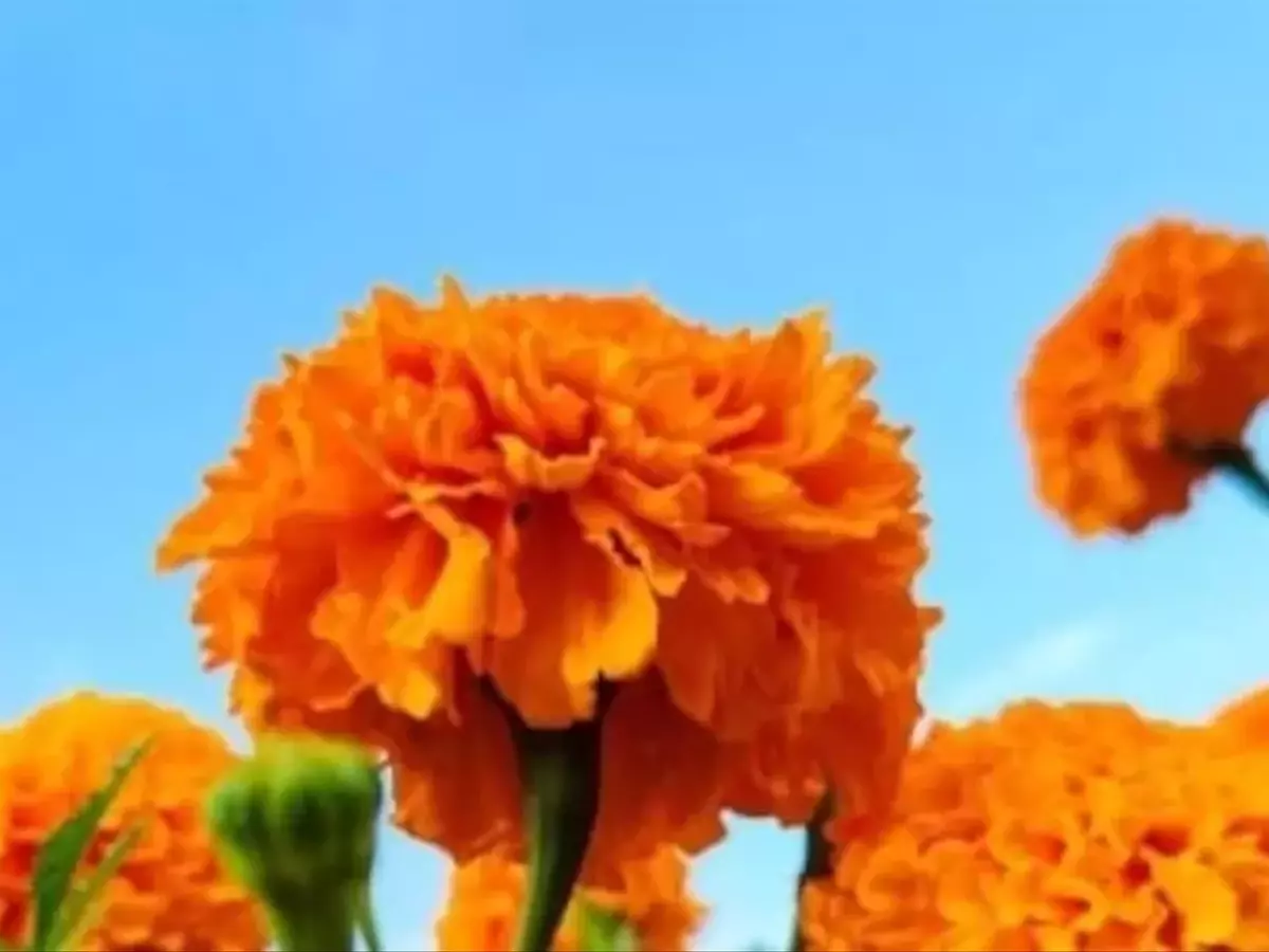 La Flor de Cempasúchil: Símbolo del Día de Muertos y Usos Más Allá del Altar