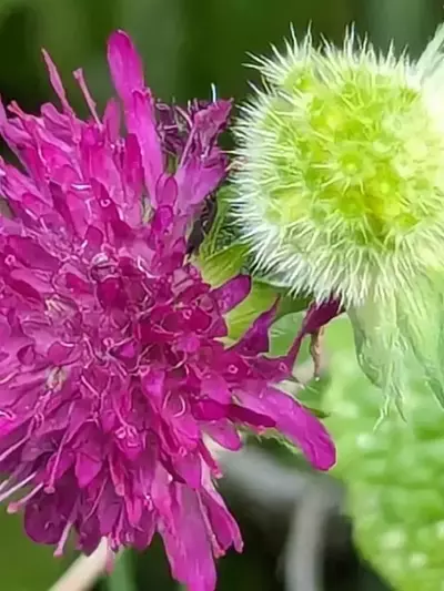 Descubriendo la Scabiosa: La Flor Olvidada que Transforma tu Jardín en un Santuario de Mariposas