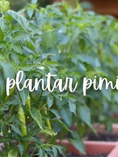 Cultivo exitoso de pimientos en maceta: una guía completa