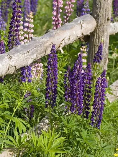 Guía Definitiva para Crear un Jardín Aromático Impresionante