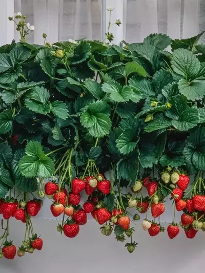 Cosecha de Fresas en Espacios Urbanos: Técnicas Avanzadas y Cuidados Esenciales