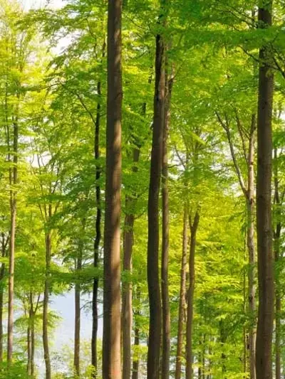 La Gestión Forestal Sostenible como Pilar de la Resiliencia Europea