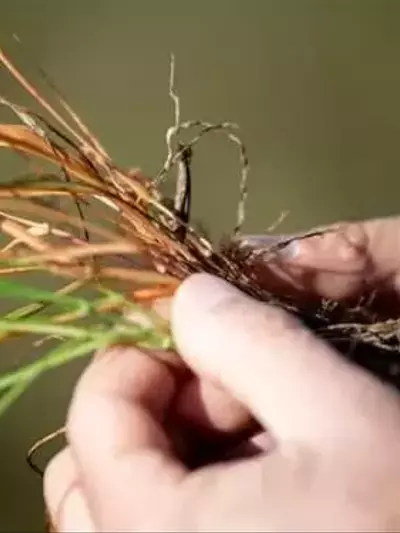 Innovación de Syngenta: Authence, el Herbicida Revolucionario contra Malezas Resistentes en Argentina
