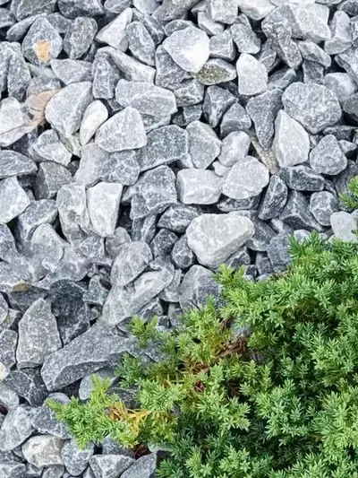 Transforma tu Jardín con Plantas Tapizantes: Una Alternativa Sostenible al Césped